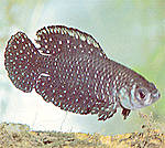 Saisonfisch - Cynolebias nigripinnis