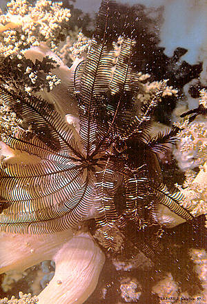 Koralle - Alcyonaria