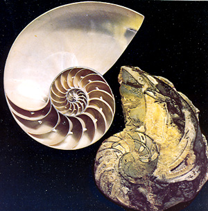 Nautilus - Ammonit