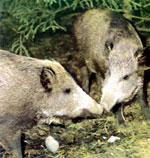 Junge Wildschweine