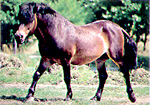 Exmoor-Pferd