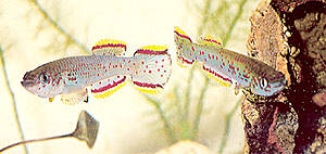 Saisonfisch - Zwei kmpfende Mnnchen der Art Aphyosemion nigerianum
