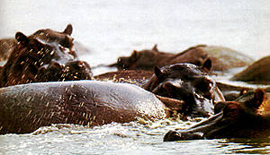 Flusspferde im seichten Wasser