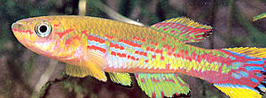 Saisonfisch der Gattung Aphyosemion