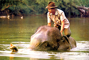 Arbeitselefant in Laos