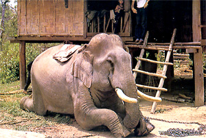 Arbeitselefant in Laos