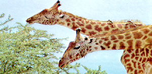 Jungen von Giraffen