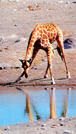 Trinkende Giraffe