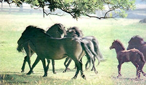 Urponies - Exmoor-Pferde