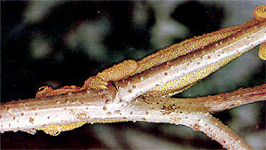 Chamleon - Chamaeleo bitaeniatus hoehnelii